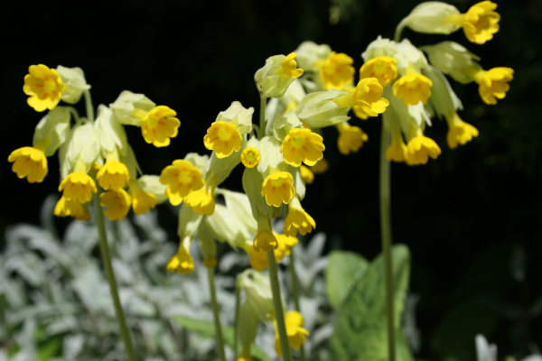 Primevères officinales (Primula veris) © Nicolas Macaire / LPO